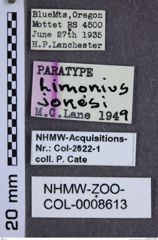 Etiketten zu Limonius jonesi (NHMW-ZOO-COL-0008613)